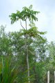 Bois blanc rouge. POUPARTIA bobonica. Réunion-Maurice. Anacardiaceae. 15m